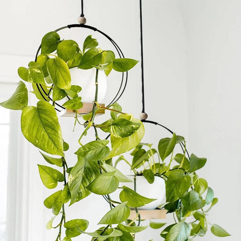 Hanging Flower Pot Plant Bracket Air Green Plant Flower Pot Decoration - Tiny Zen Gardens