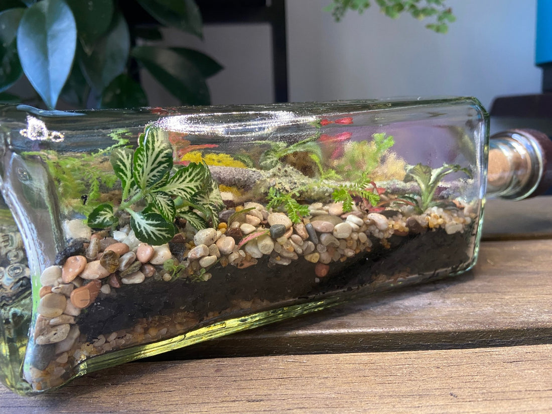 Create your own terrarium: A step by step guide. - Tiny Zen Gardens