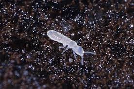 Springtails: The Unsung Heroes of Your Enclosed Terrarium. - Tiny Zen Gardens